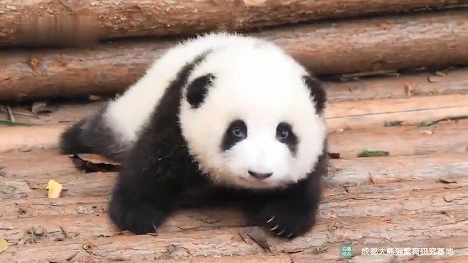 成都熊猫基地和都江堰熊猫乐园去哪一个比较好呀？