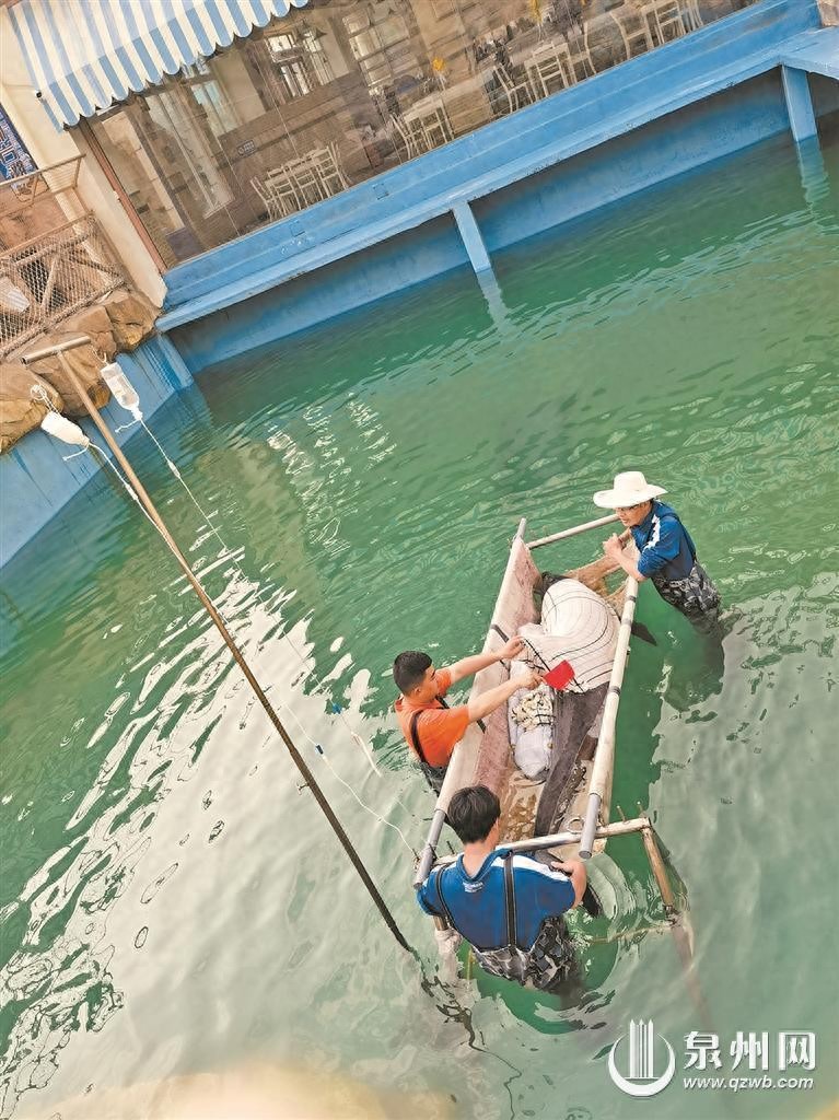 中华白海豚为何会受困搁浅?泉州相关救助力量怎么样?走进海洋野生动物的“120”