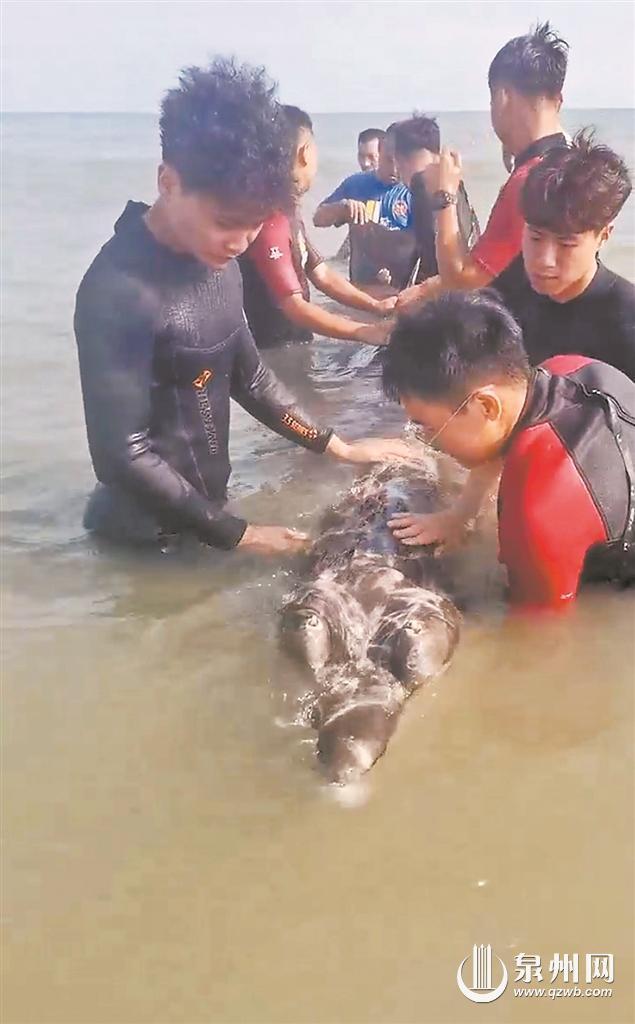 中华白海豚为何会受困搁浅?泉州相关救助力量怎么样?走进海洋野生动物的“120”