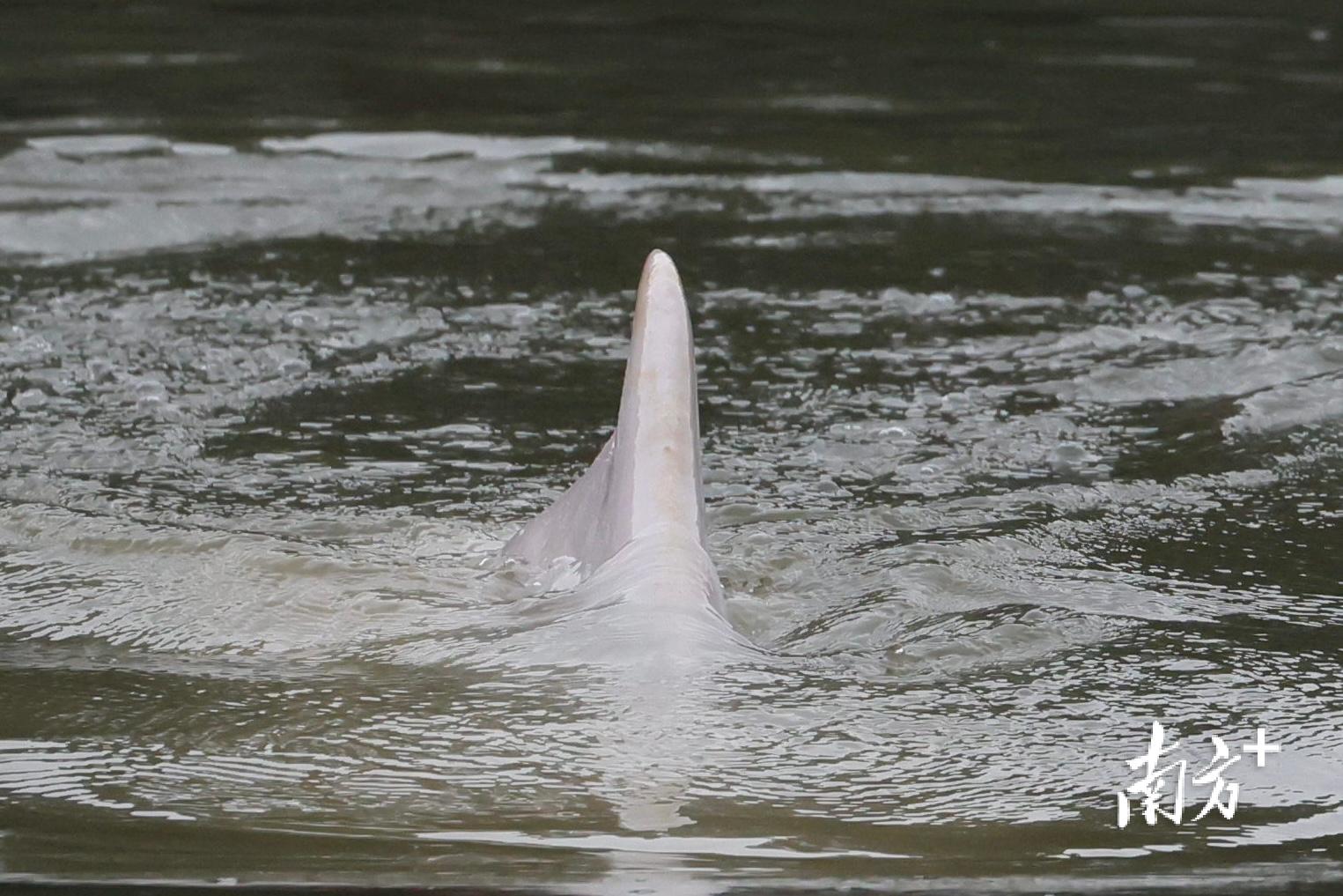 白海豚误入广州内河6天：亟待救助，却难寻踪迹
