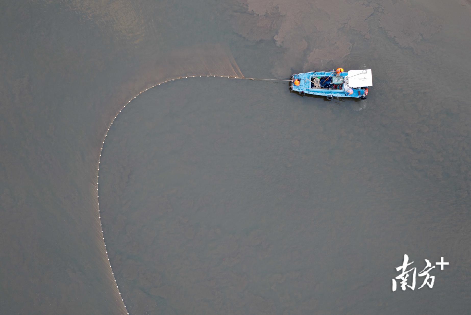 白海豚误入广州内河6天：亟待救助，却难寻踪迹