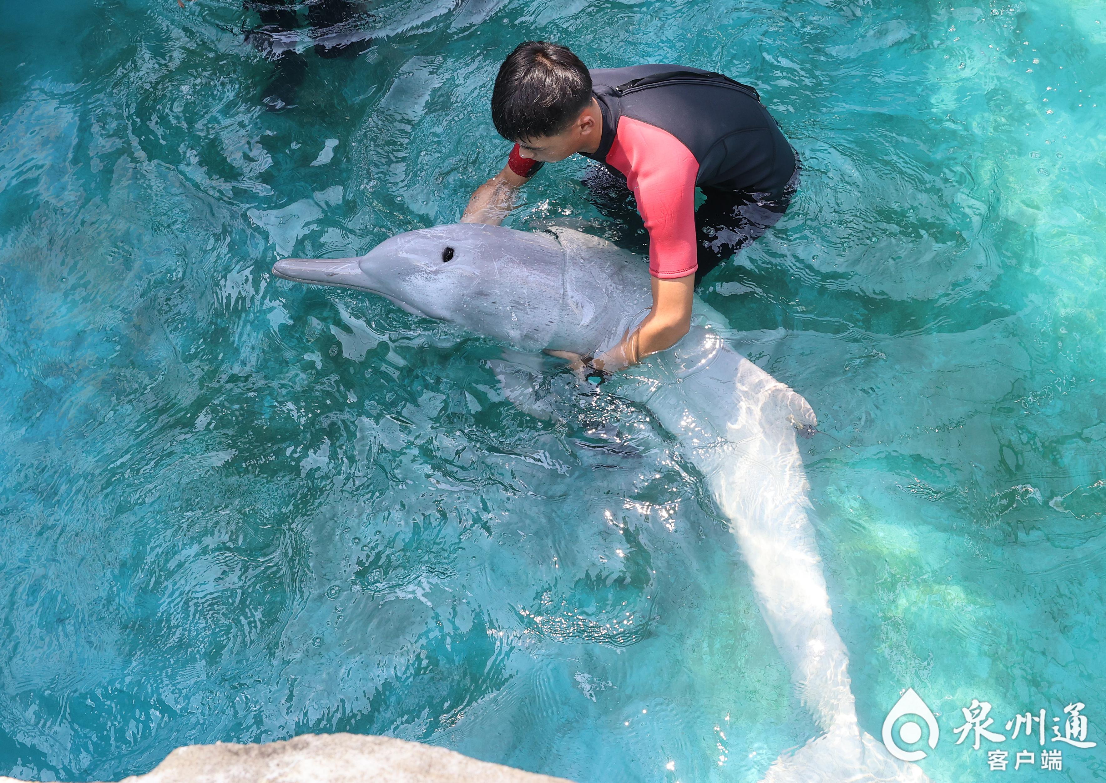 全国首例！从重伤搁浅到健康归海，中华白海豚福建“重生”记