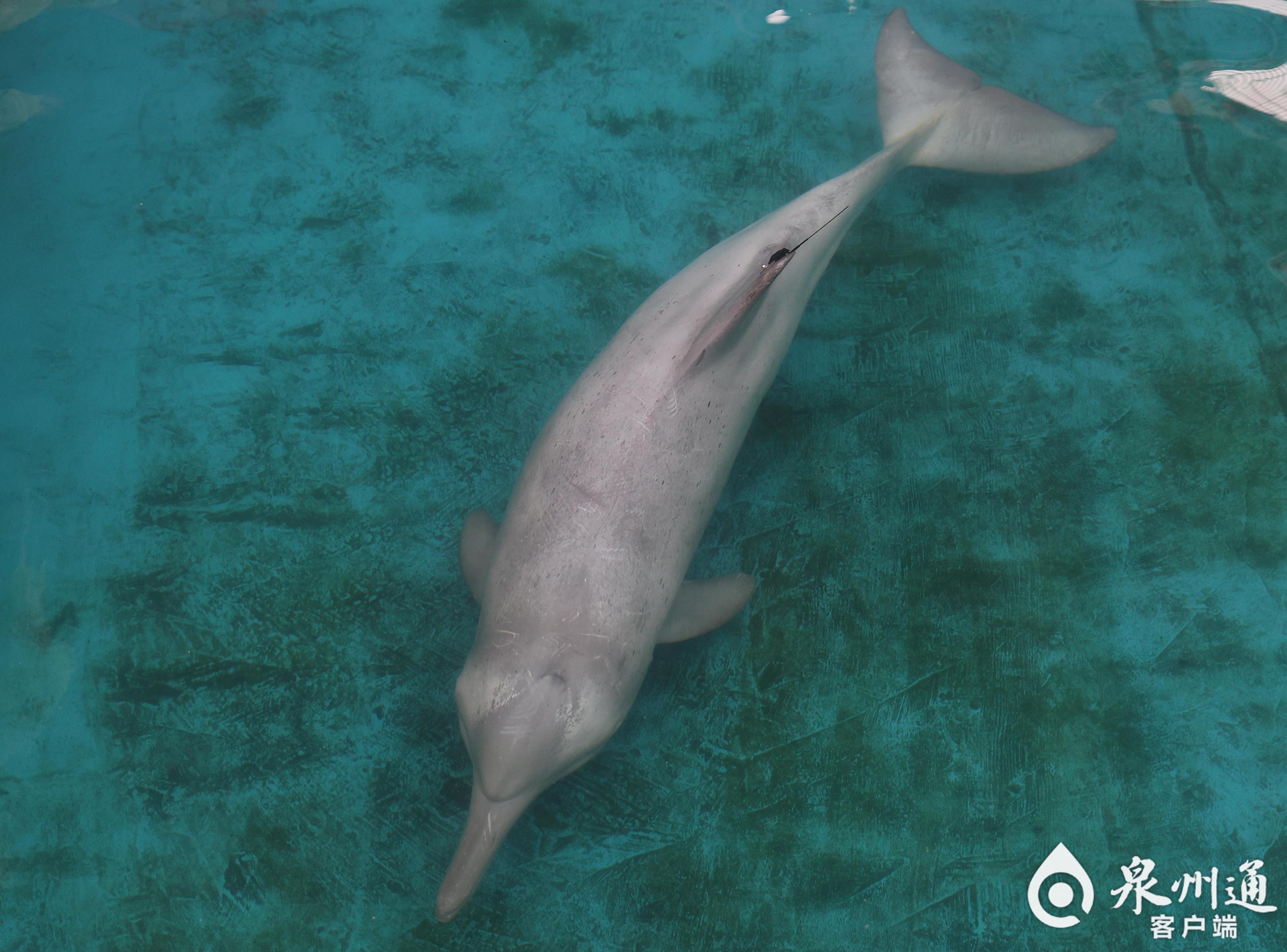 全国首例！从重伤搁浅到健康归海，中华白海豚福建“重生”记