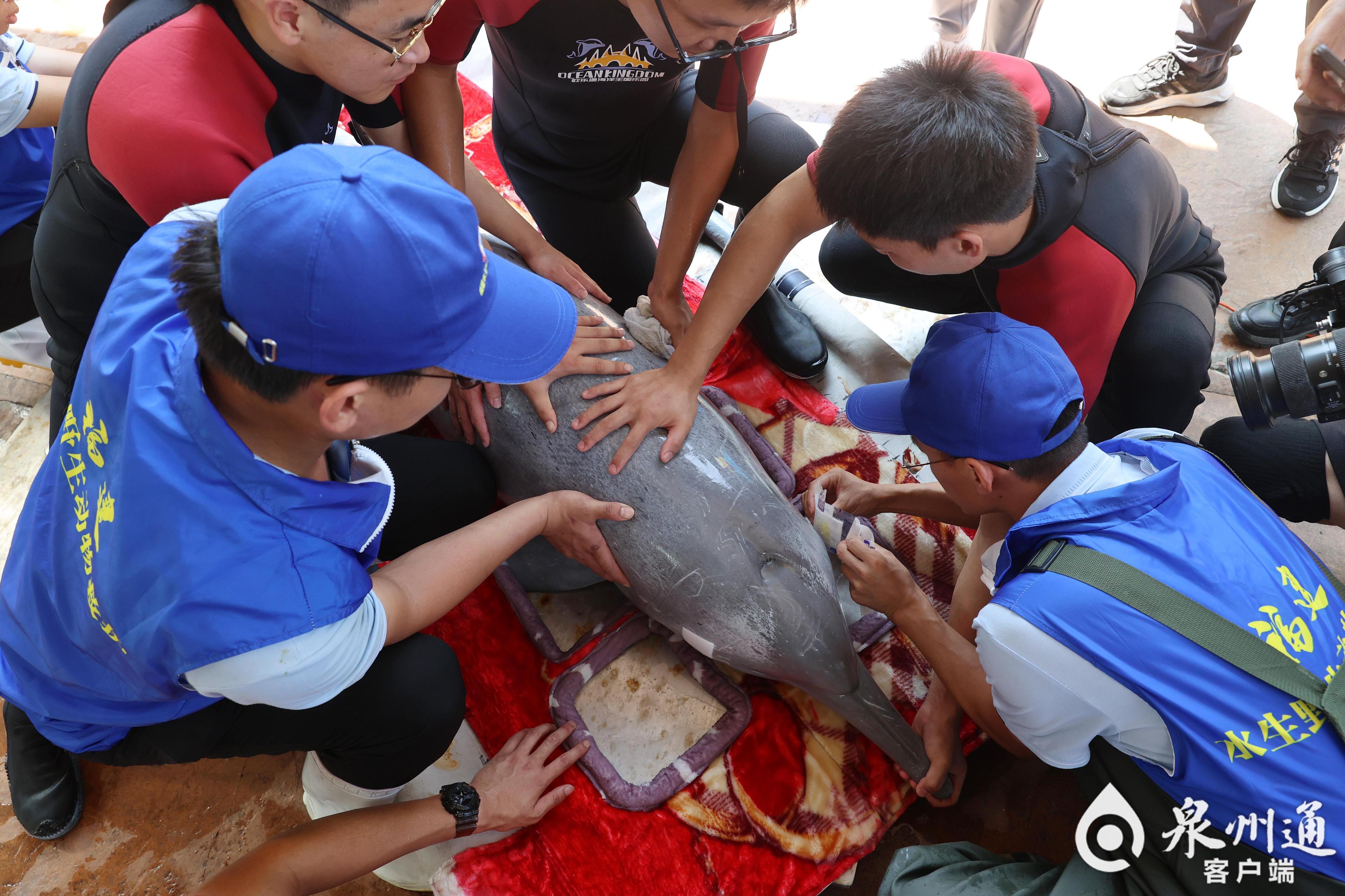 全国首例！从重伤搁浅到健康归海，中华白海豚福建“重生”记