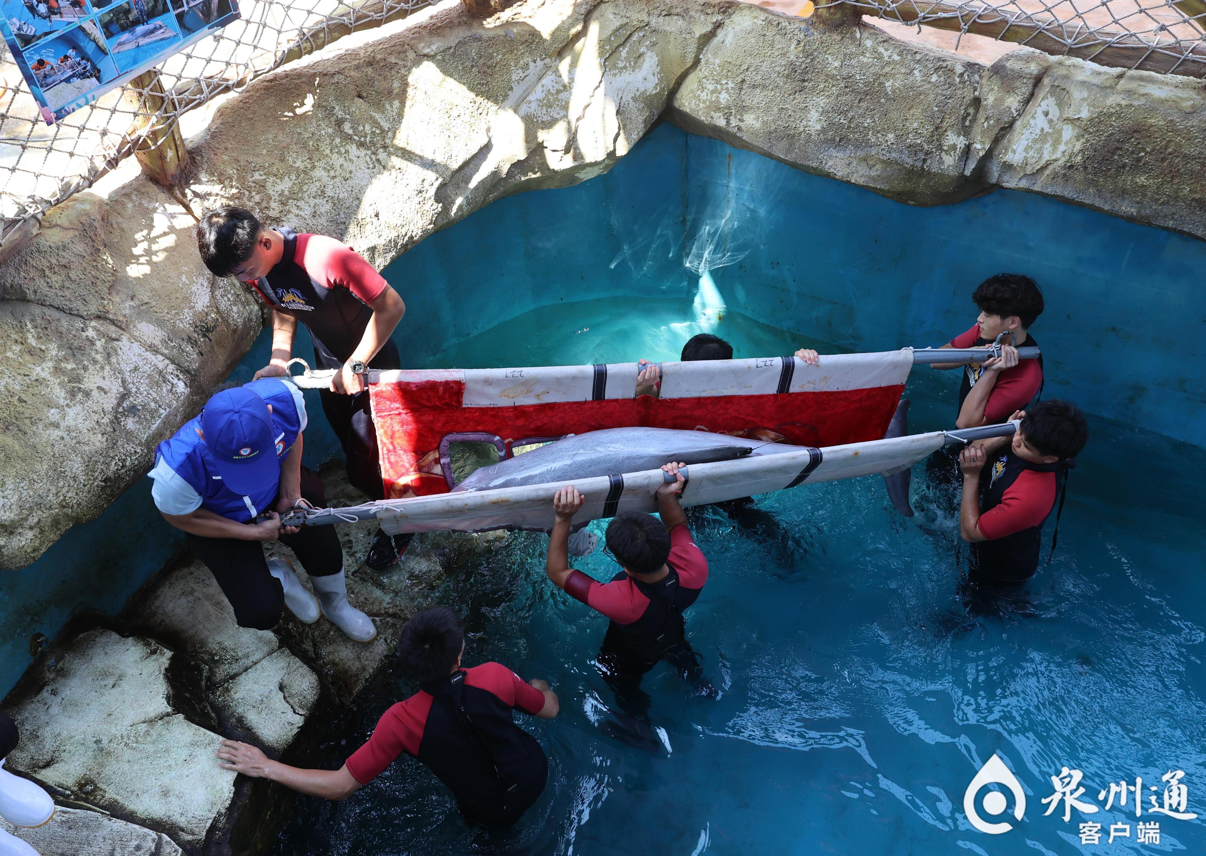 全国首例！从重伤搁浅到健康归海，中华白海豚福建“重生”记