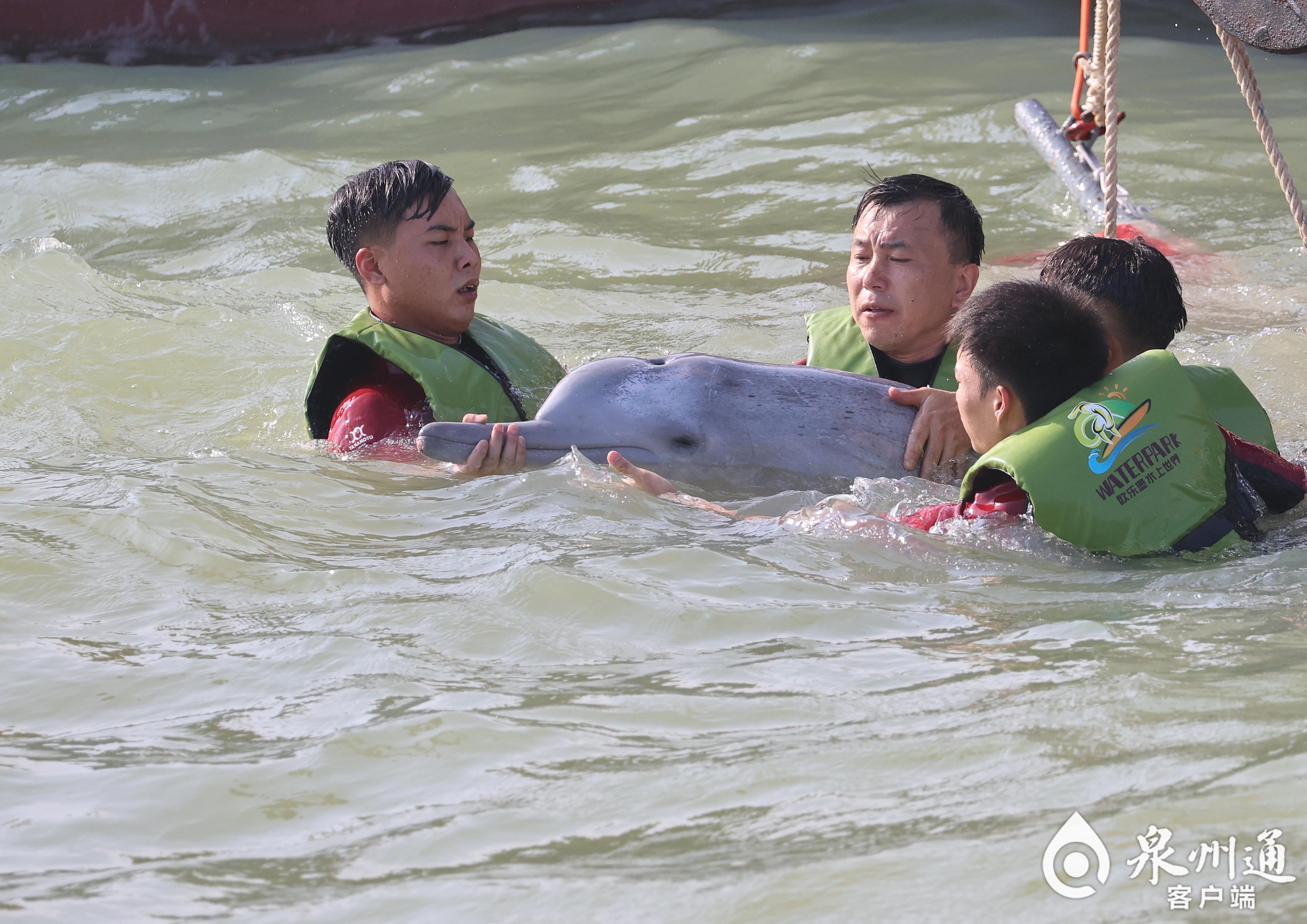全国首例！从重伤搁浅到健康归海，中华白海豚福建“重生”记