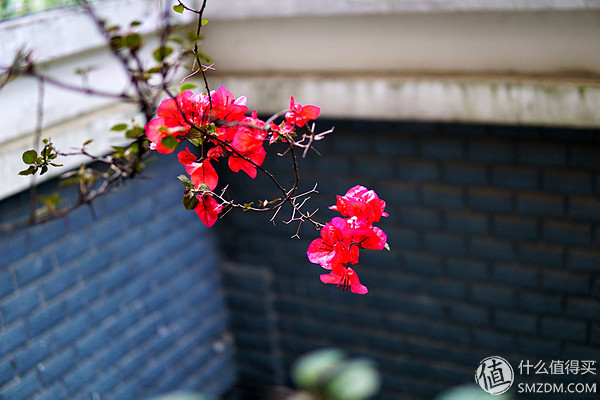 剁手 SIGMA 适马 30mm F1.4 DC DN E卡口 镜头 开箱及使用体验