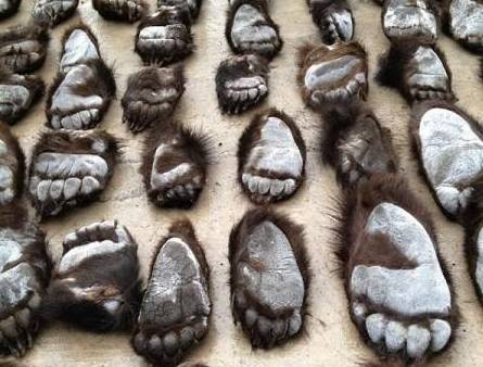 这只被端上餐桌的中华白海豚，让“吃货”这个词浸满了鲜血