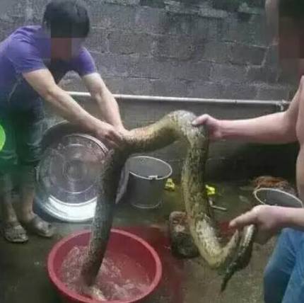 这只被端上餐桌的中华白海豚，让“吃货”这个词浸满了鲜血