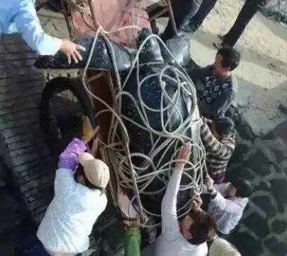 这只被端上餐桌的中华白海豚，让“吃货”这个词浸满了鲜血