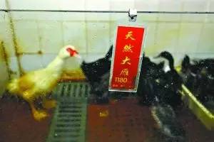 这只被端上餐桌的中华白海豚，让“吃货”这个词浸满了鲜血