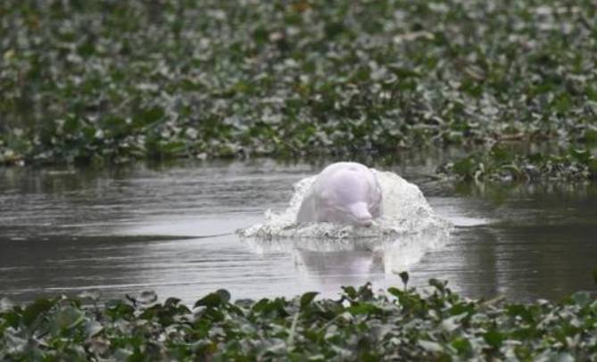 这只被端上餐桌的中华白海豚，让“吃货”这个词浸满了鲜血