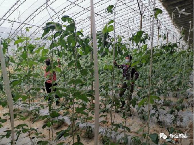 静海区:气象服务筑牢防汛“第一道防线”