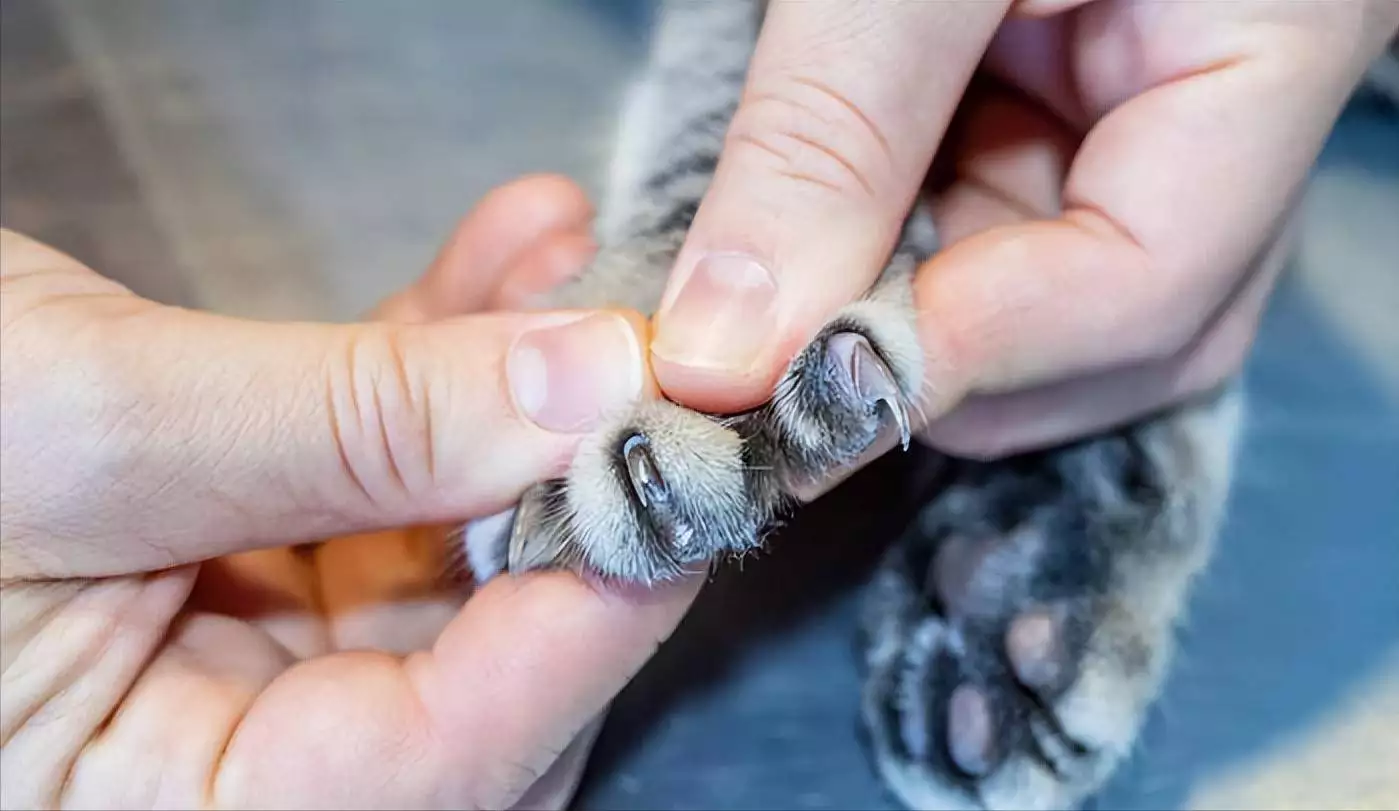 摸猫爪时，猫咪心里在想什么？这7种想法你未必知道