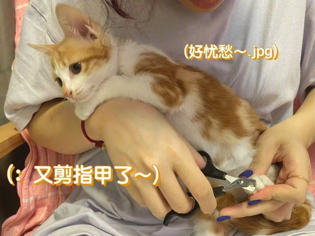 摸猫爪时，猫咪心里在想什么？这7种想法你未必知道