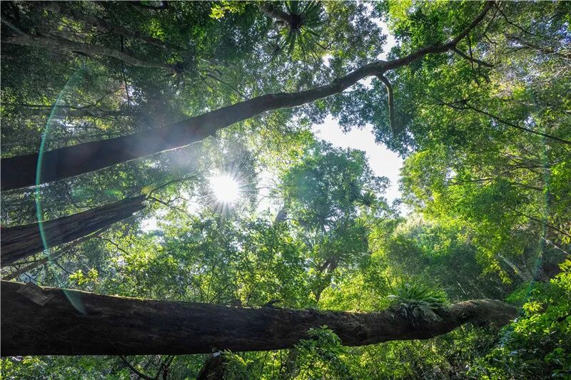 跟着口号打卡海南,总有一条能给你一个出发的理由