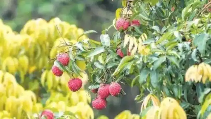 想了解海南琼海吗？让我们一同走进琼海的世界