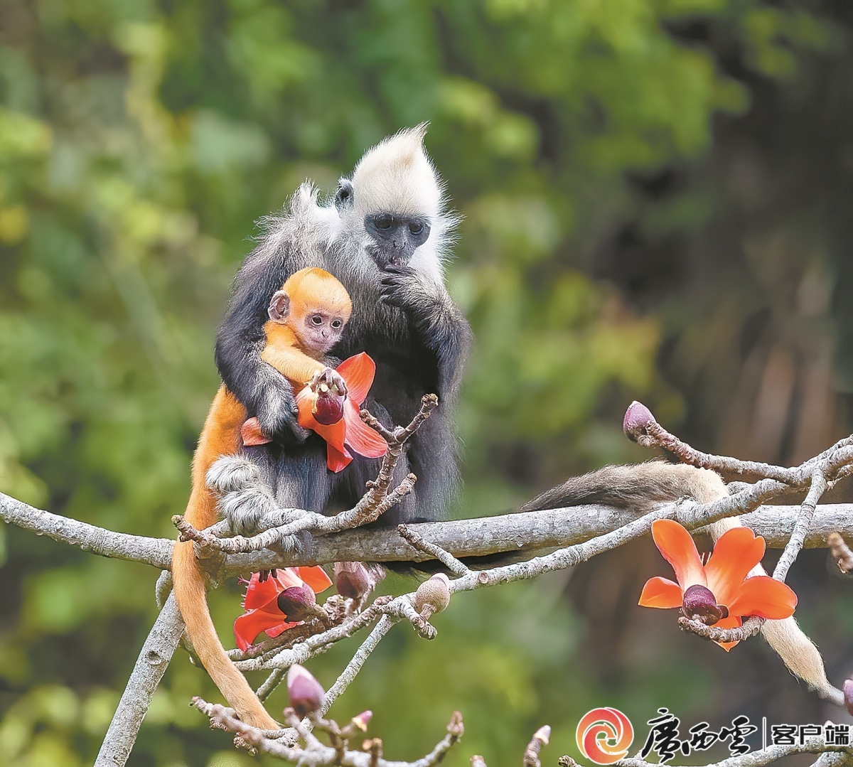 白头叶猴生态旅游区：走出守护与发展的双赢之路
