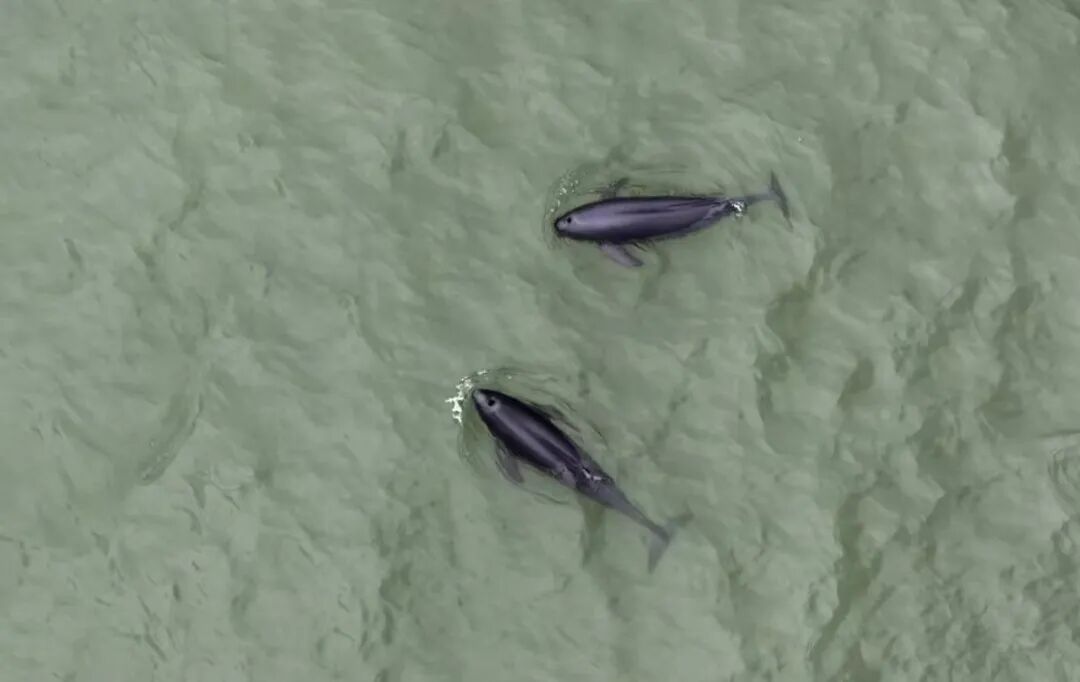 碧水蓝天净土绘就幸福底色！南通“十四五”生态保护交出高分答卷