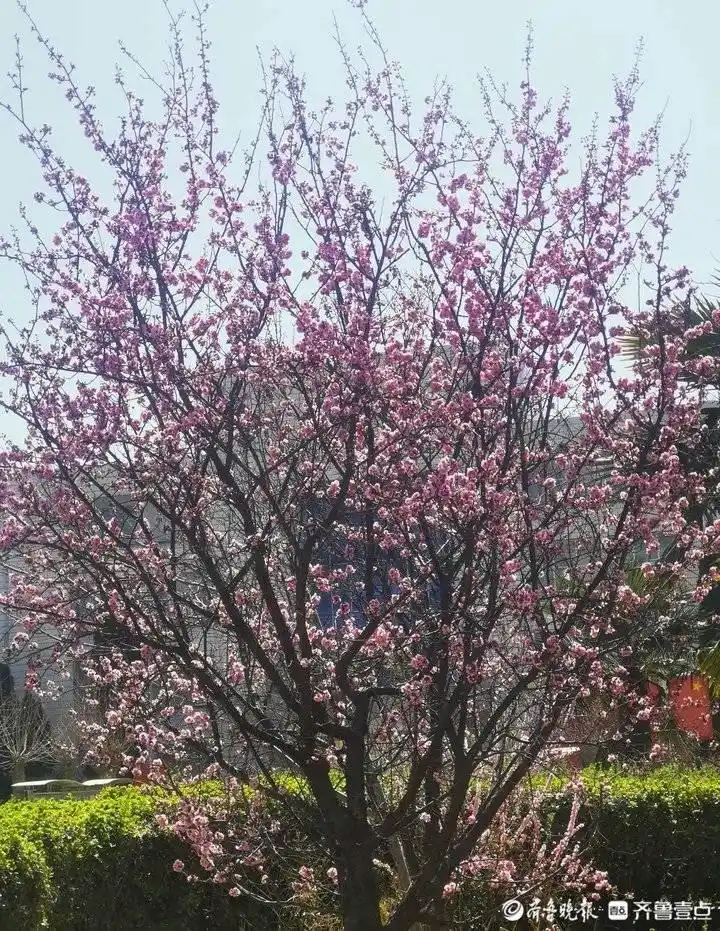 母亲节征文｜陪伴（散文）