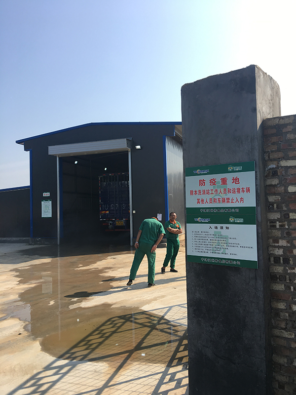 养猪企业走访：母猪存栏目标调高五成 项目昼夜施工