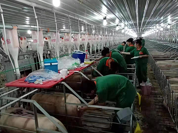 养猪企业走访：母猪存栏目标调高五成 项目昼夜施工