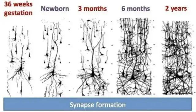 别急，青春期到 32 岁才结束！大脑的一生有 4 次关键转折点