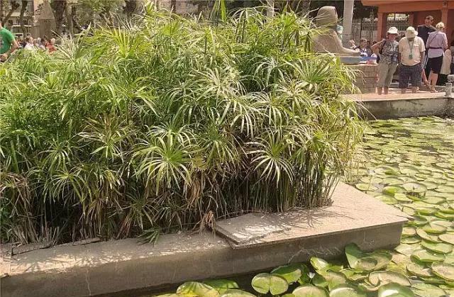 埃及游记- 飞越7000公里,只为遇见你