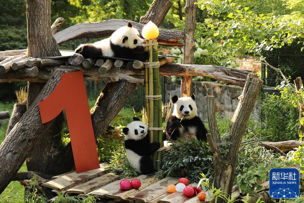 2025年新华社年度照片·国际新闻