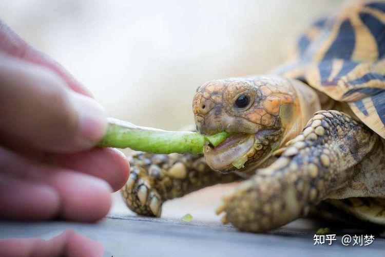 养龟必读：新手养龟入门指南（纯干货）