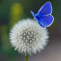 苹果6来电没有声音怎么处理，还有怎么设置来电铃声