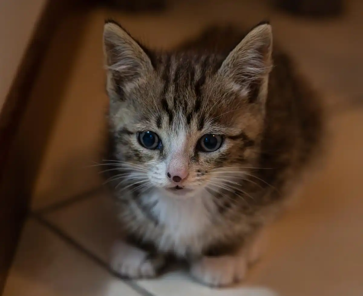 猫饿几天会饿死?