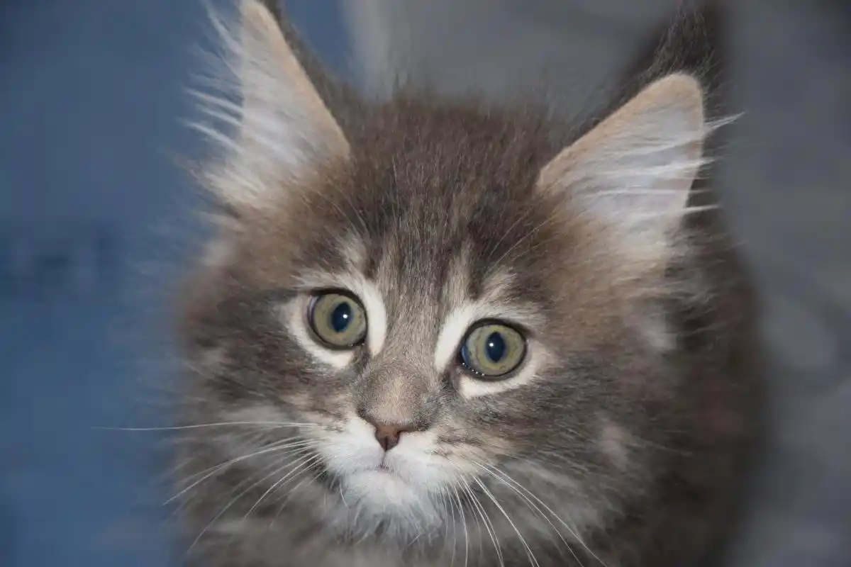 猫饿几天会饿死?