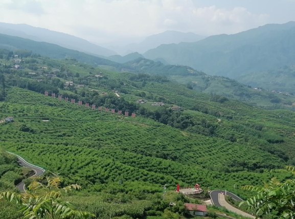 近年来，峨边彝族自治县委、县政府突出