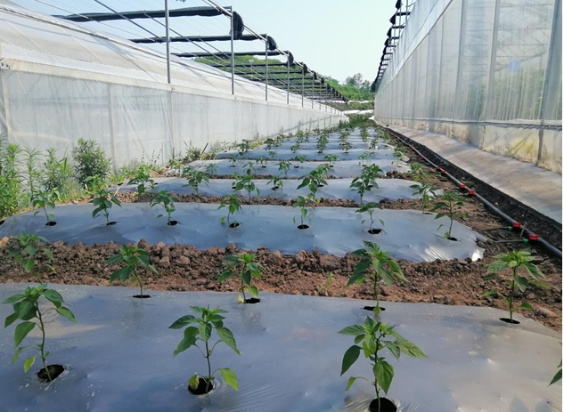 近年来，峨边彝族自治县委、县政府突出