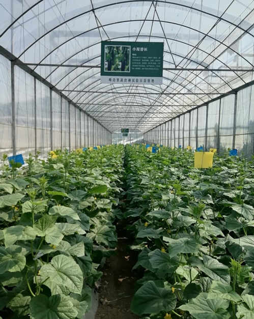 近年来，峨边彝族自治县委、县政府突出