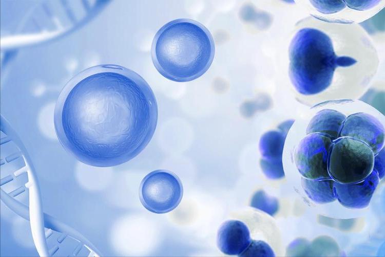 H2O2介导在低温下,对茄子产生的氧化应激感知以及抵抗力中的积累