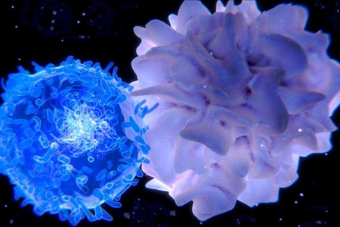 H2O2介导在低温下,对茄子产生的氧化应激感知以及抵抗力中的积累