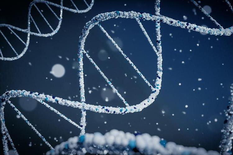 H2O2介导在低温下,对茄子产生的氧化应激感知以及抵抗力中的积累