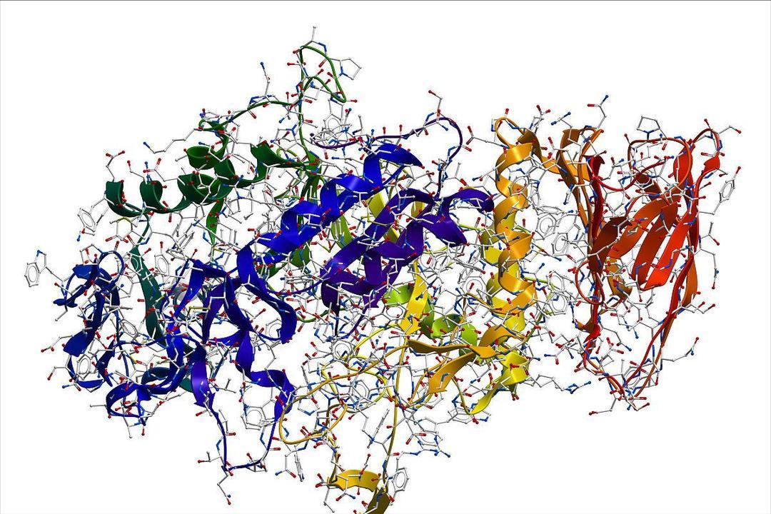 H2O2介导在低温下,对茄子产生的氧化应激感知以及抵抗力中的积累