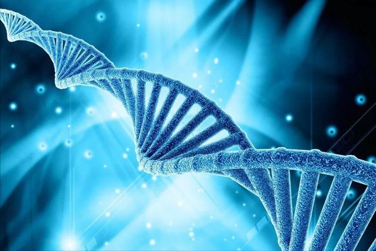 H2O2介导在低温下,对茄子产生的氧化应激感知以及抵抗力中的积累