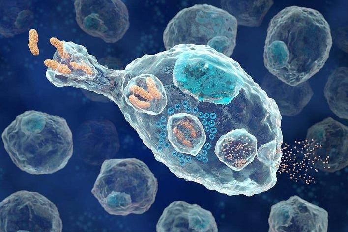 H2O2介导在低温下,对茄子产生的氧化应激感知以及抵抗力中的积累