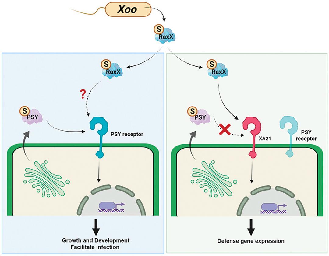 植物广谱抗病研究的核心关注点
