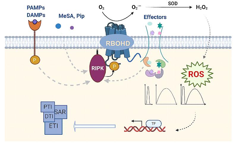 植物广谱抗病研究的核心关注点