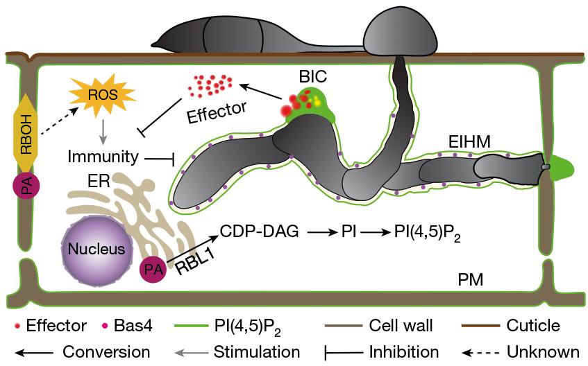 植物广谱抗病研究的核心关注点