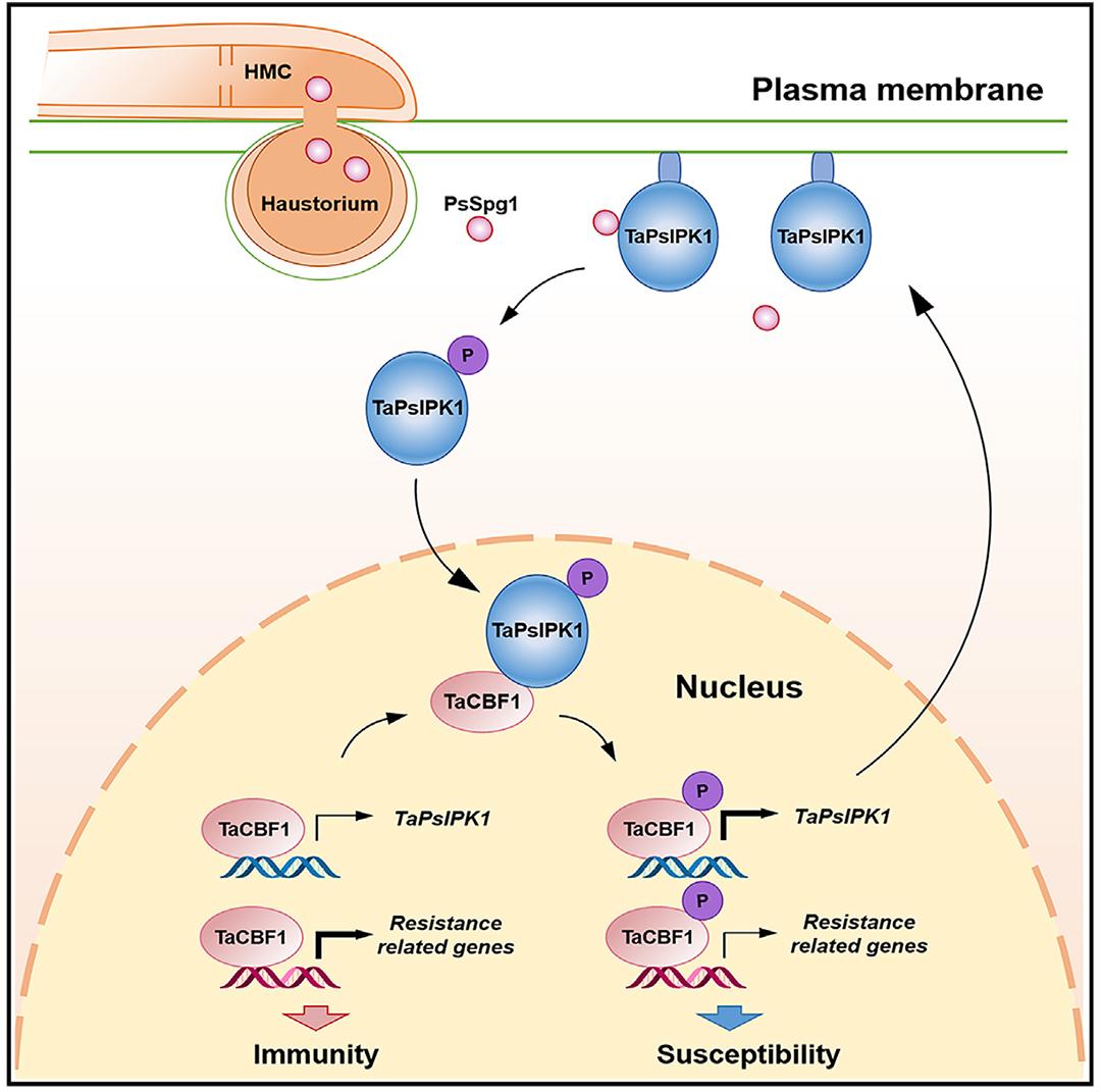 植物广谱抗病研究的核心关注点