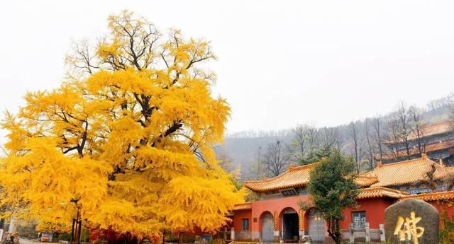 潍坊文旅杀出黑马不是诸城和高密，而是一向低调的安丘