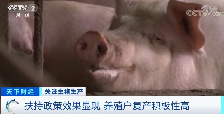猪肉价格啥时候“稳住”？专家说了一个时间点
