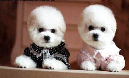 比熊犬的日常护理