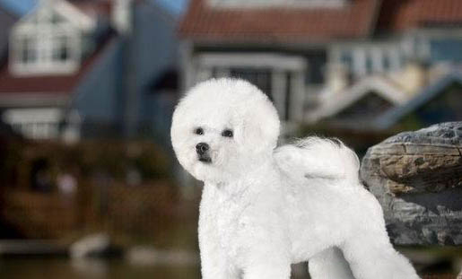 比熊犬的日常护理